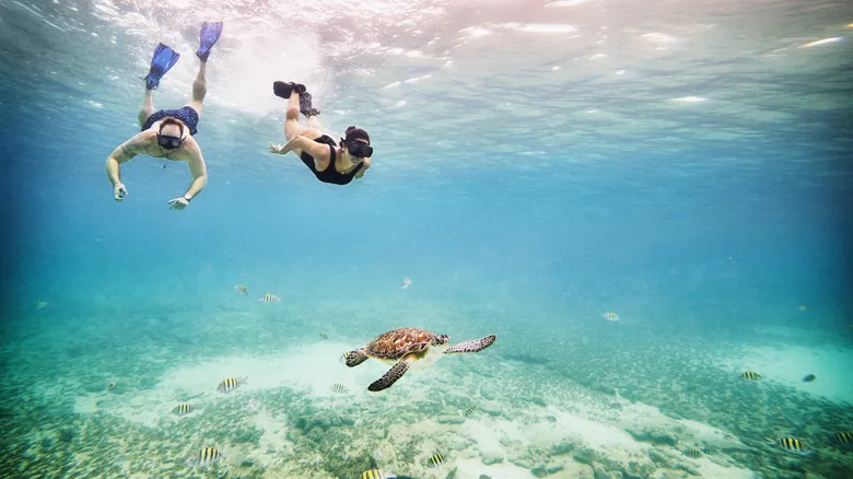 Akumal: Guía Esencial para un Nado Ético con Tortugas Marinas en la Riviera Maya