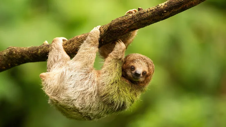 Avistamiento de Perezosos en Costa Rica: Experiencia Inolvidable en el Sendero Bogarín, La Fortuna