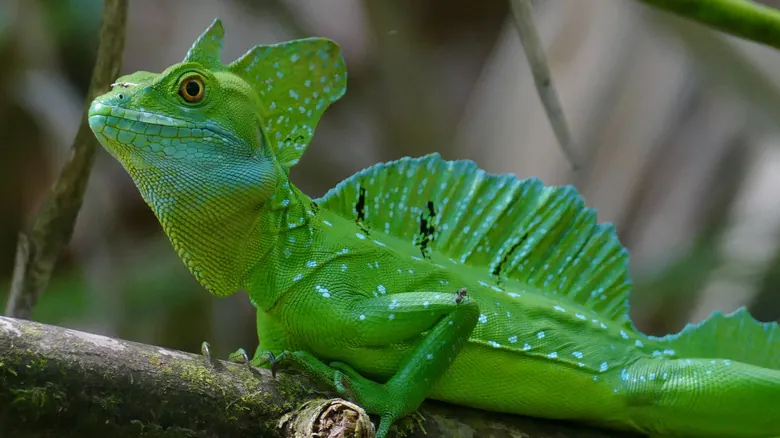Avistamiento de Perezosos en Costa Rica: Experiencia Inolvidable en el Sendero Bogarín, La Fortuna