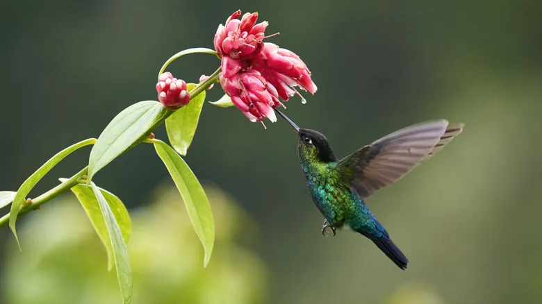 Avistamiento de Vida Silvestre en Costa Rica: La Experiencia Única de Dave & Dave's Nature Park