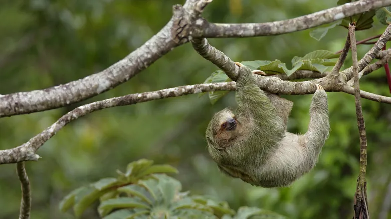 Costa Rica: El Santuario 'Pura Vida' Donde Rick Steves Descubrió la Desconexión y la Naturaleza