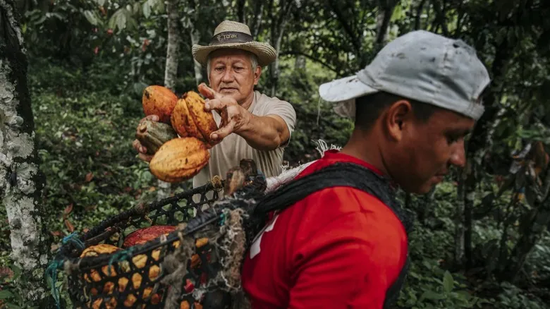 Ecuador: El Santuario del Cacao Antiguo y el Chocolate de Lujo To'ak