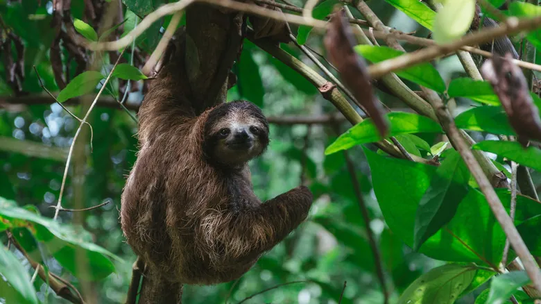 El Salto en La Fortuna, Costa Rica: Un Oasis de Cascadas y Aventura Acuática