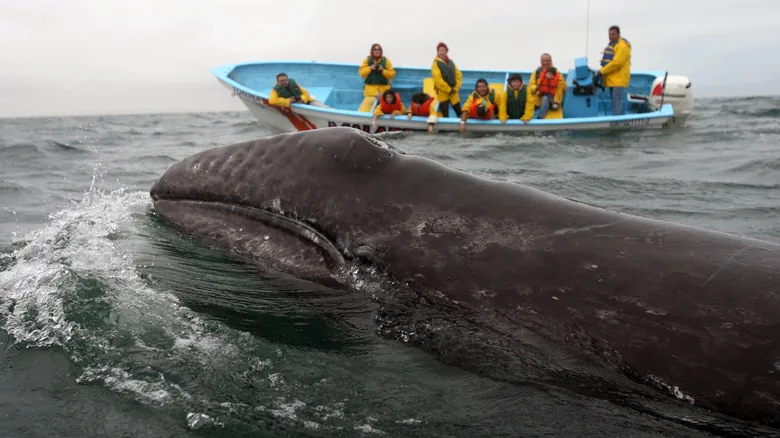 El Santuario de la Ballena Gris: Un Tesoro Natural en Baja California Sur, México