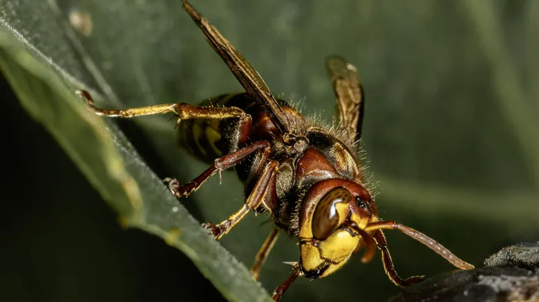 Encuentros con la Fauna Salvaje en Italia: Guía de Seguridad Esencial para Viajeros
