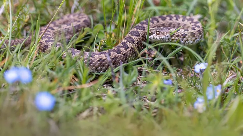 Encuentros con la Fauna Salvaje en Italia: Guía de Seguridad Esencial para Viajeros