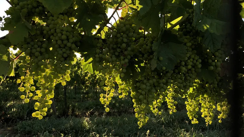 Esposende, Portugal: Descubre la Joya Escondida de la Costa Norte con Naturaleza y Gastronomía Auténtica