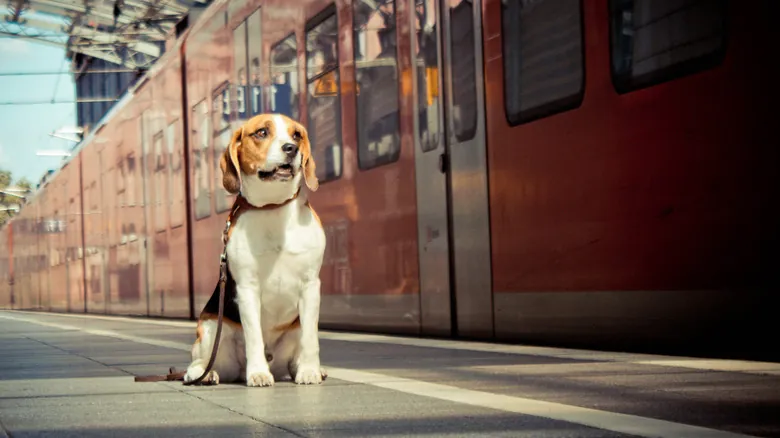 Guía Completa: Viajar con Perros y Gatos en Trenes Amtrak por Estados Unidos