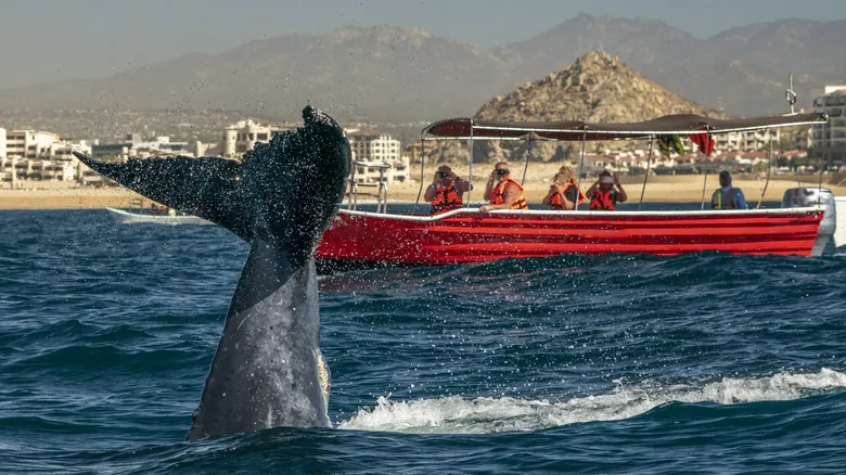 Los Cabos: Guía Definitiva de Actividades Imperdibles para unas Vacaciones Inolvidables