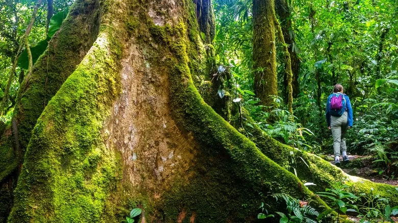 Monteverde, Costa Rica: Guía Completa de Aventura, Ecoturismo y Naturaleza Impresionante