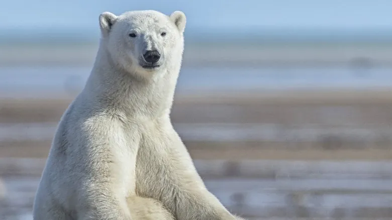 Nanuk Polar Bear Lodge: Safaris Árticos de Lujo en la Bahía de Hudson