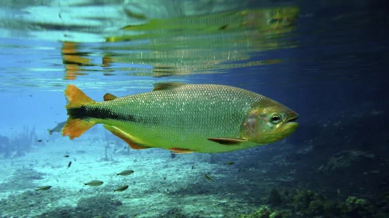 Recanto Ecológico Rio da Prata: Guía Definitiva para el Ecoturismo y Snorkel en Bonito, Brasil